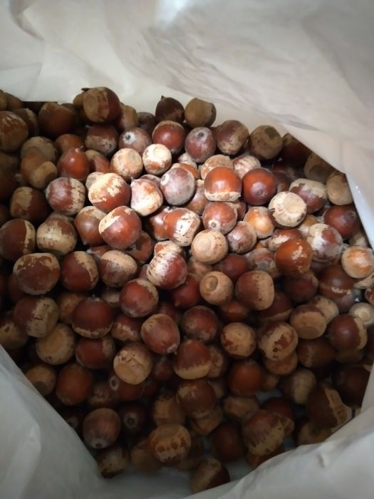 Жолуді та каштани для творчості