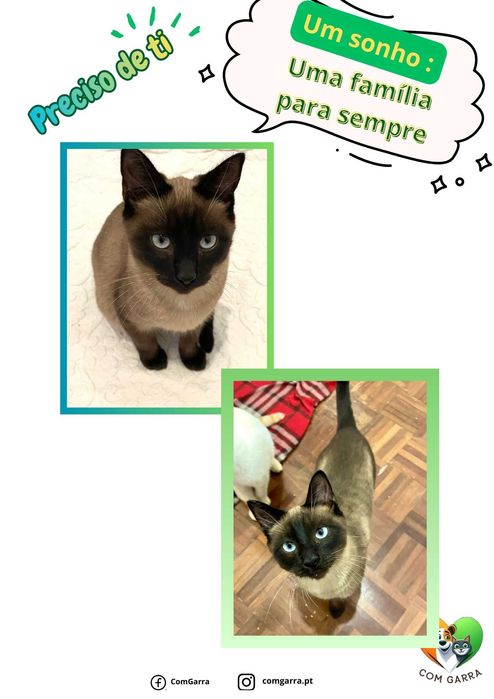 Gatinho meiguinho procura uma família - Siamês Einse