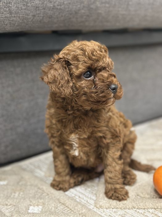 Той пудель ред браун