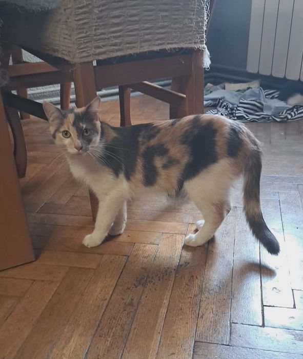 Kot kotek kotka do adopcji