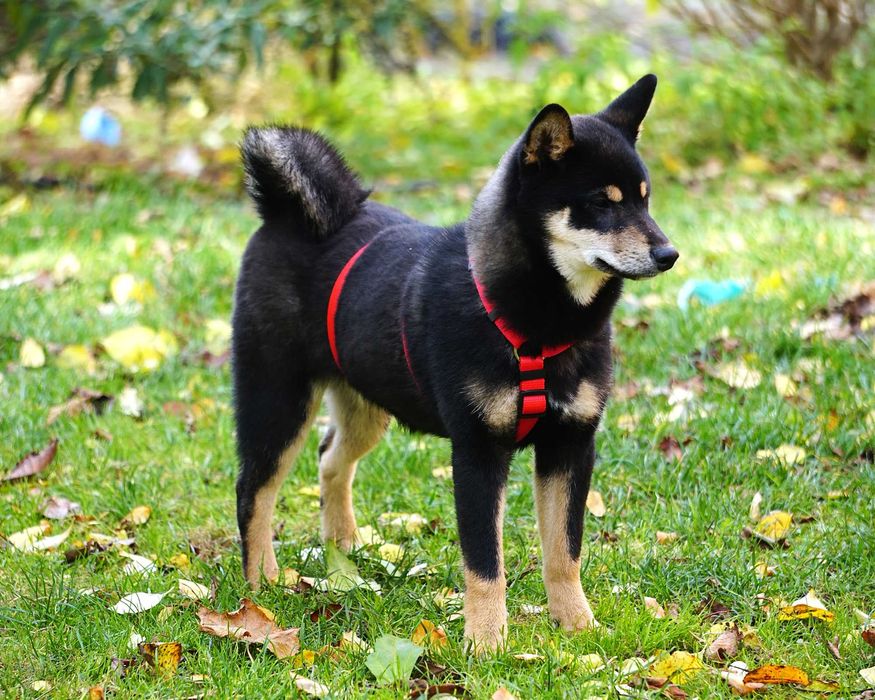 shiba inu czarna suczka szczeniaczek