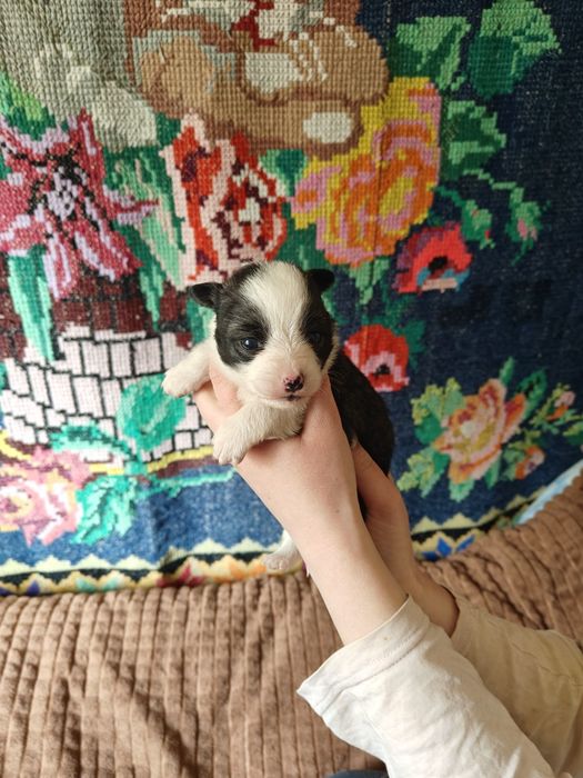 Віддам цуцинят БЕЗКОШТОВНО