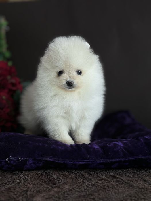 Мілашка померашка