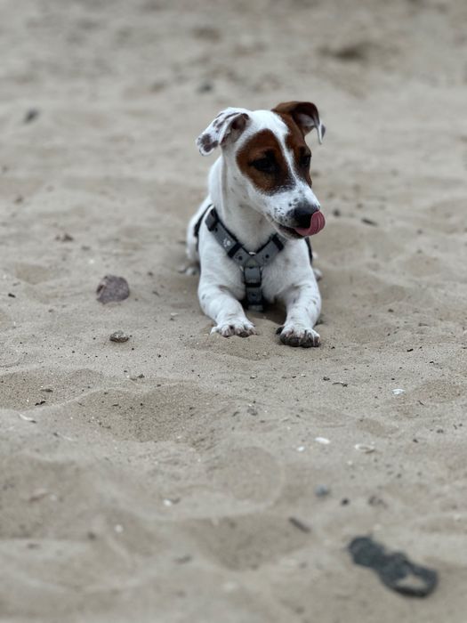 Джек Рассел у добрі руки