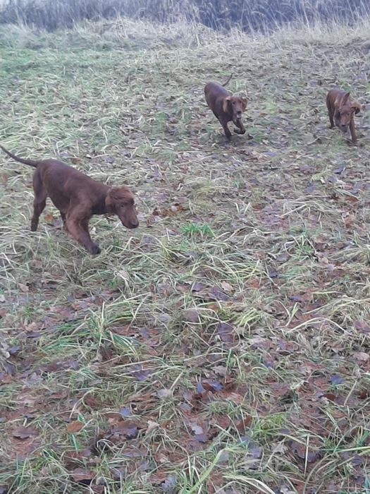 Seter irlandzki mahoniowy