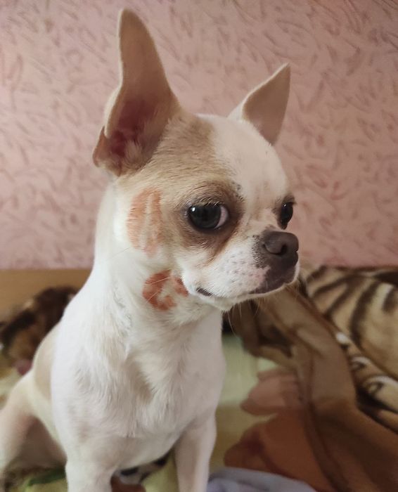 Чіхуахуа хлопчик шукає подружку для в'язки!!!