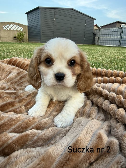 Rezerwacja !! Cavalier King Charles Spaniel