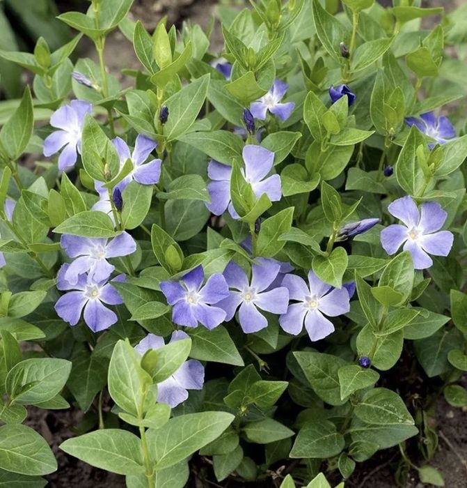 Vinca major.