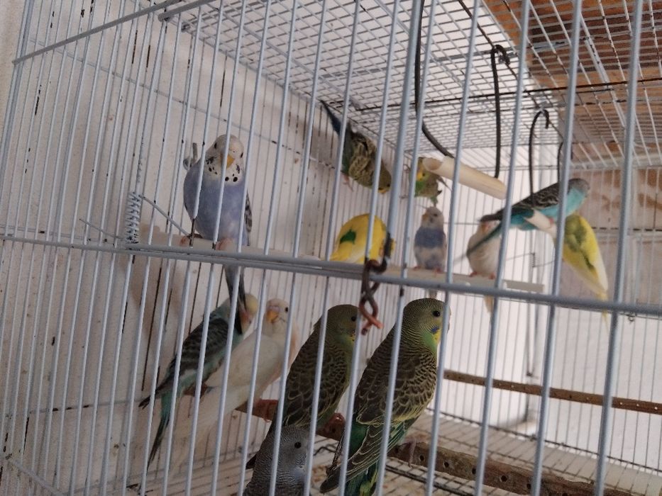 Piriquitos de boa qualidade