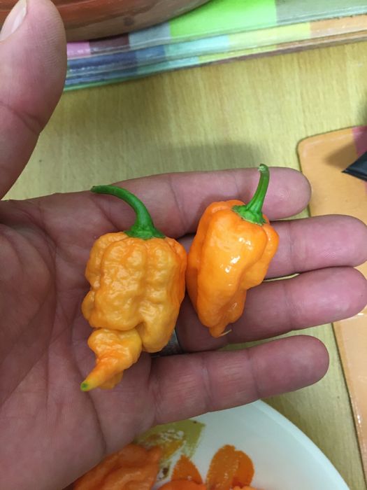 Sementes de carolina reaper laranja