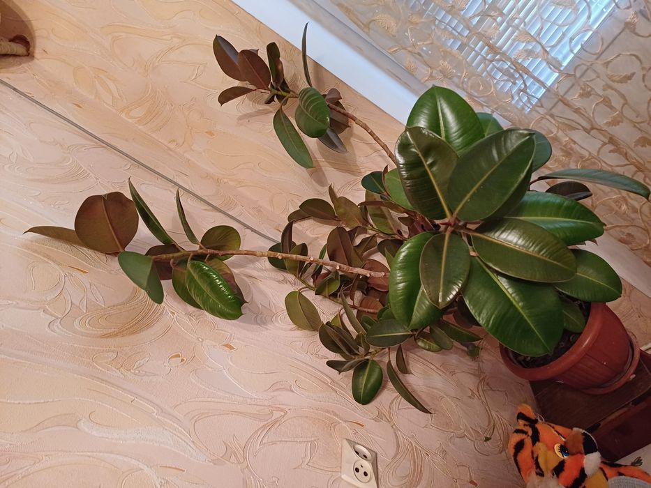 Продам  шикарный фикус.