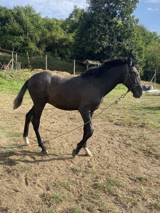 Poldro lusitano