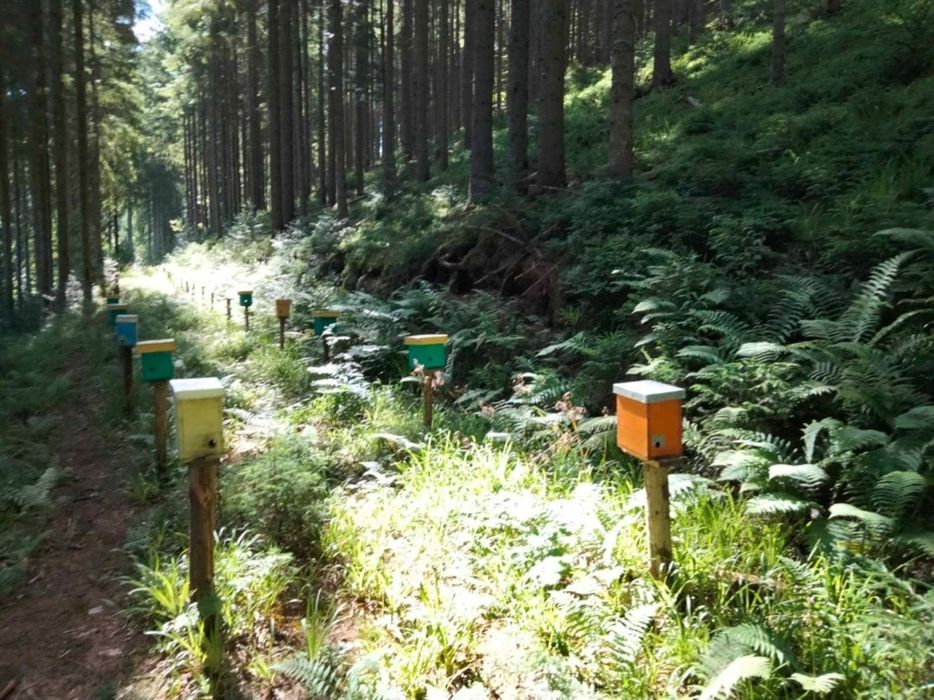 Натуральний крем-мед з Карпат
