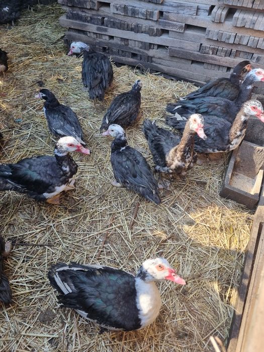 Casal de Patos Mudos