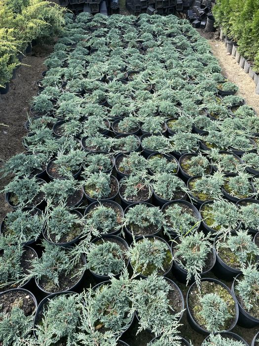 Sprzedam jałowiec płożący 9 zl