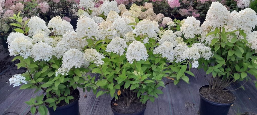 Hortensje różne odmiany w doniczkach 5l i 3l