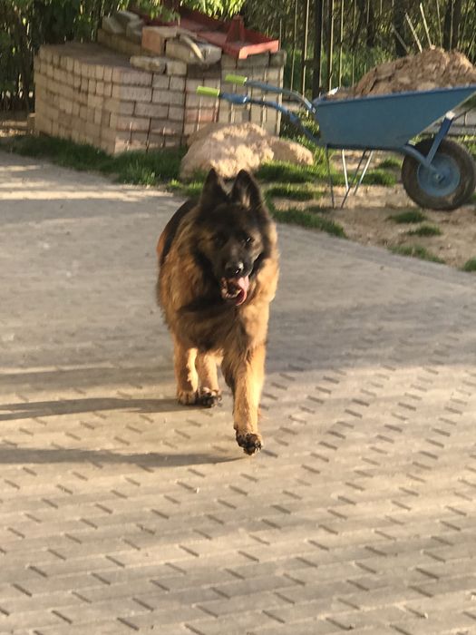 Suczka owczarek niemiecki dlugowlosy dorosla  potezna za darmo