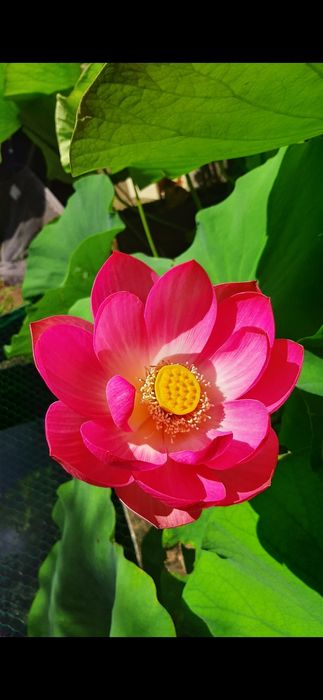 Nenúfar Lotus Nelumbo - plantas de lago
