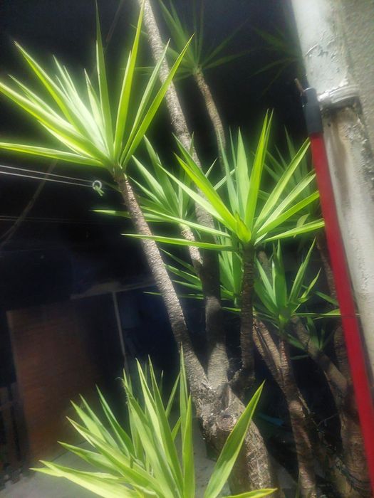 Planta para jardim..