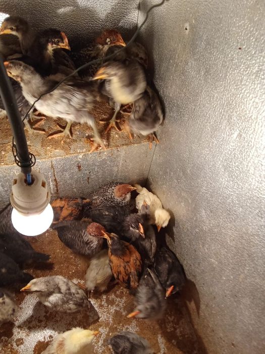 Ovos de cara de palhaço e pintos de várias raças e idades