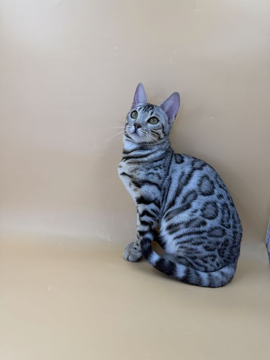 Девочка в серебряном окрасе