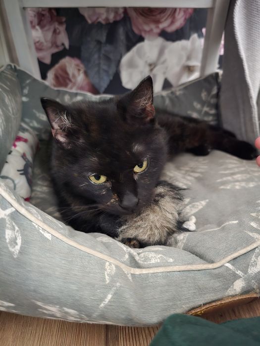 Trojłapka poleca się do adopcji