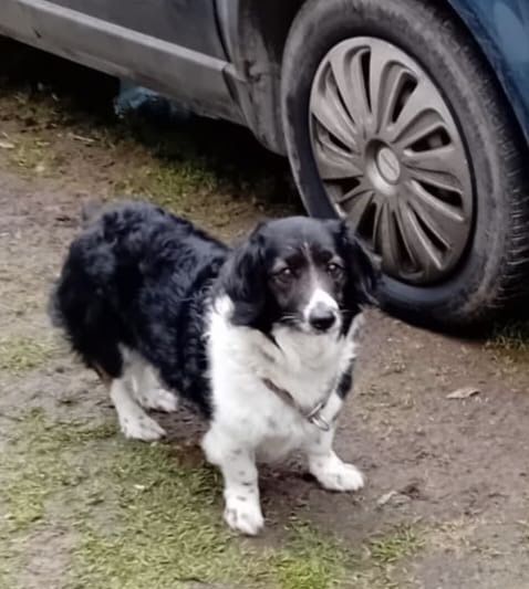 Kochany, posłuszny piesek do adopcji