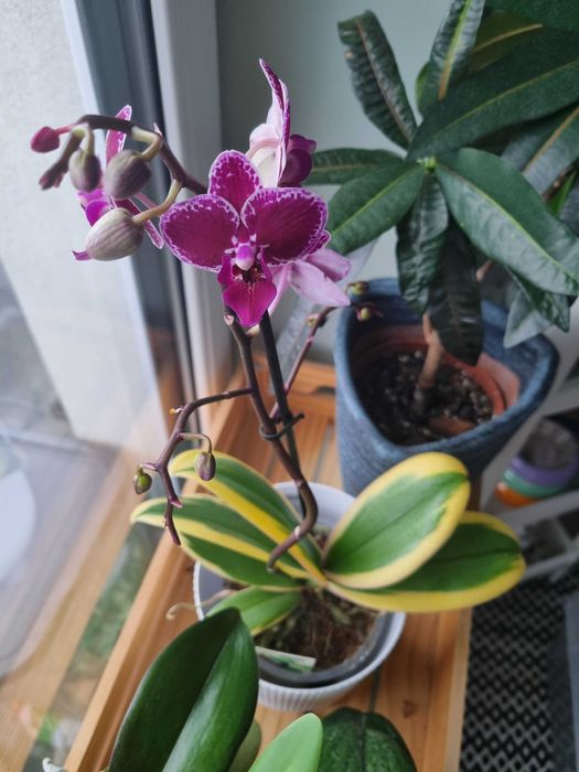 Storczyk watiegata phalaenopsis