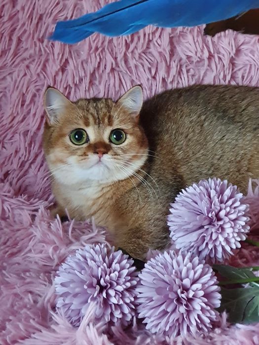 Золотая британская шиншилла кошечка кошка