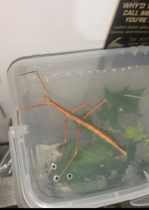 patyczaki do oddanie stadium l1