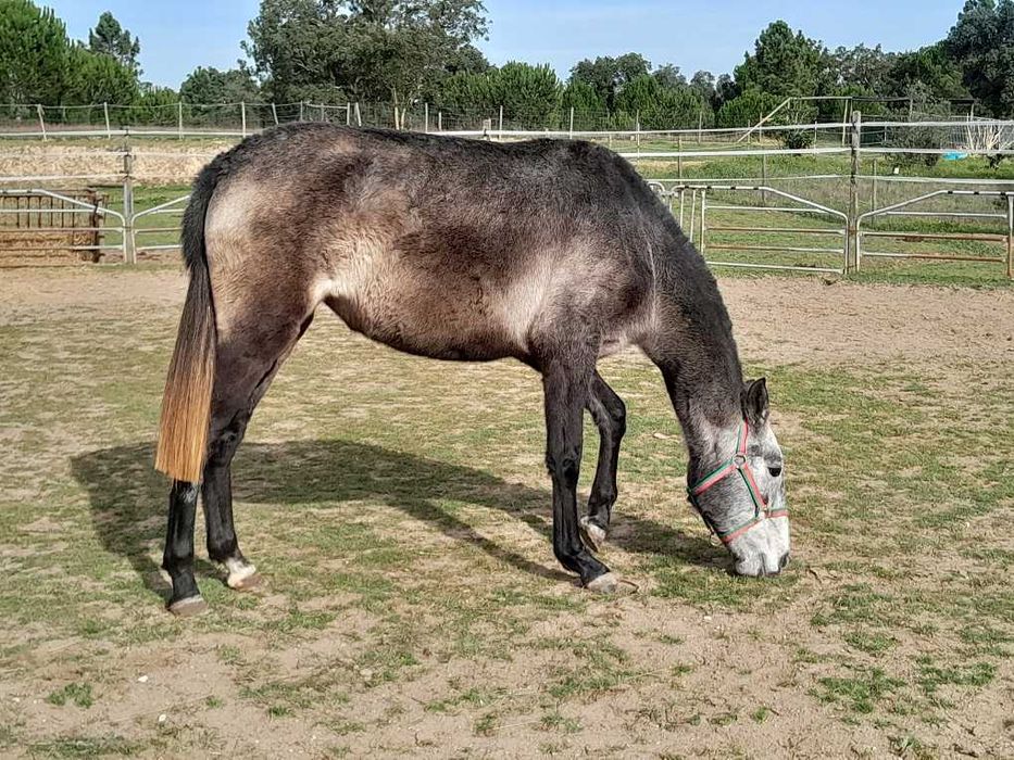 Linda poldra PSL Lusitana Pura