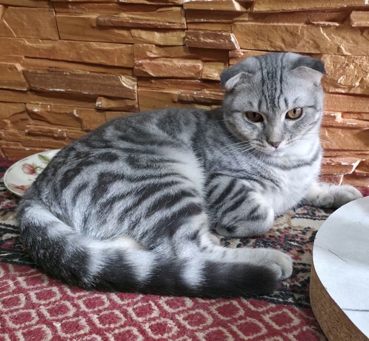 Суперовий Шотландський котик