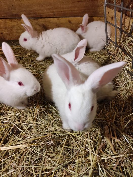 Królik Termondzkie Białe samce i samice