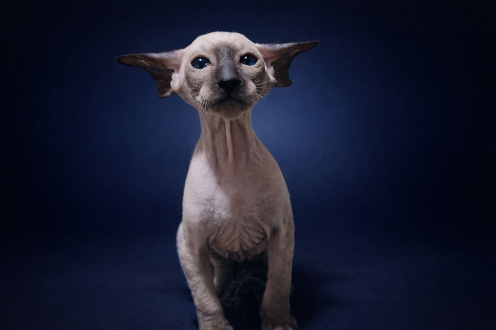 Петерболд окрас колор поінт