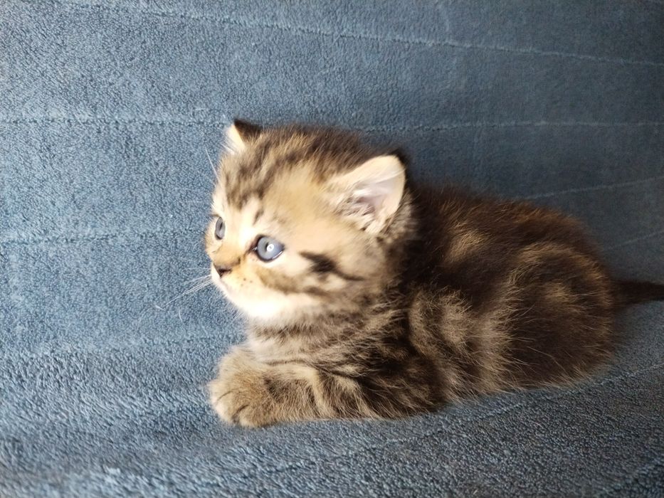 Котята Скоттиш страйт