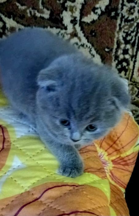 Шотландские котята