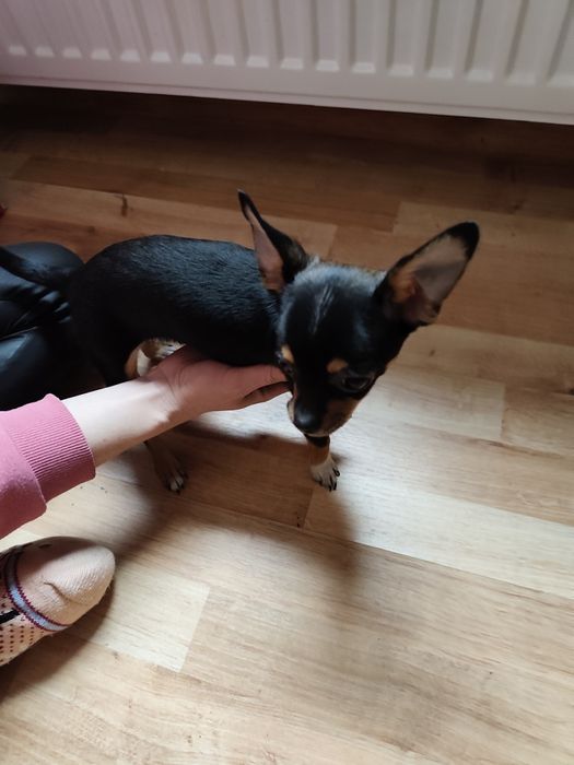 Chichuachua szczeniak