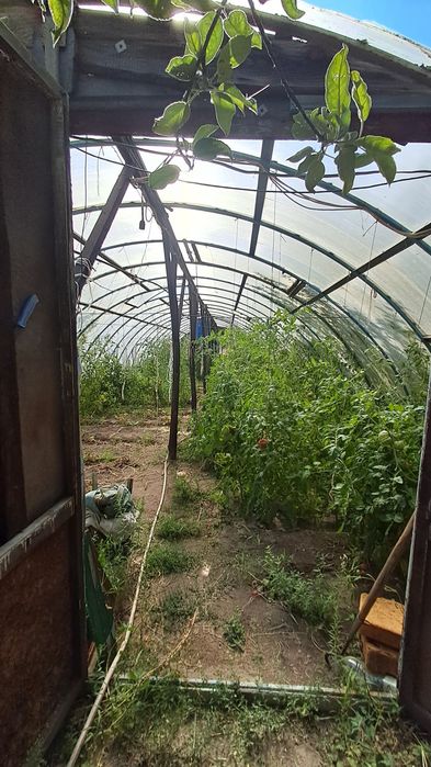 Продам два будинки,  с. БРАЇЛІВКА, ОНУФ. район