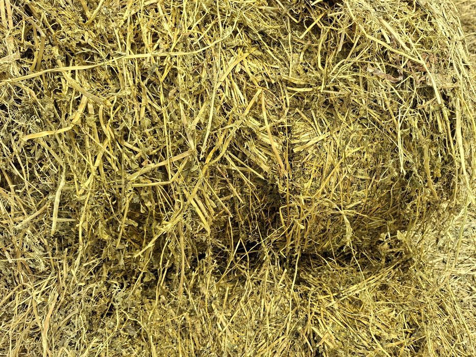 Sianokiszonka z lucerny