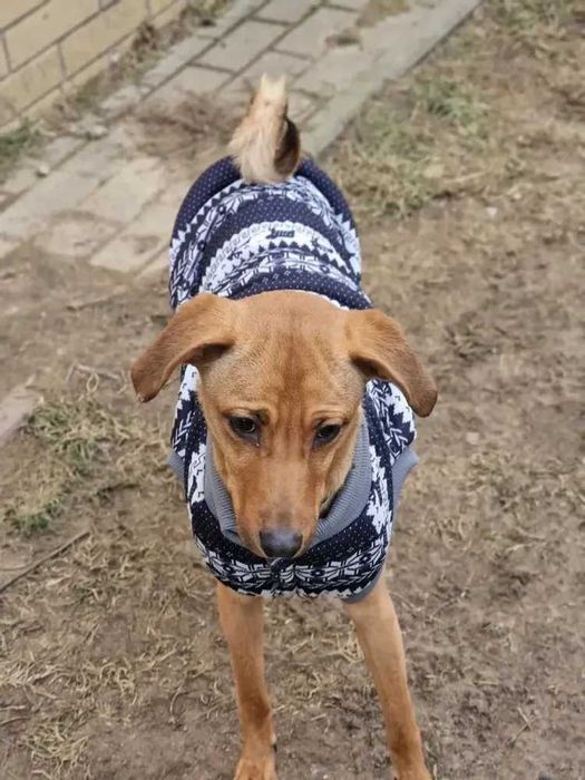 Delikatny Teddy do adopcji