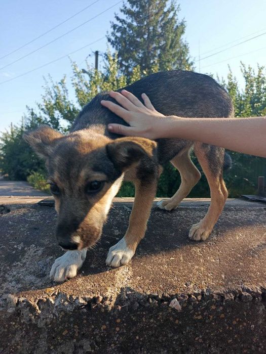 Собачка Тома ищет дом и хозяина