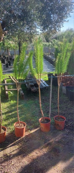 Lote 100 pinheiros mansos 1.20/1.40