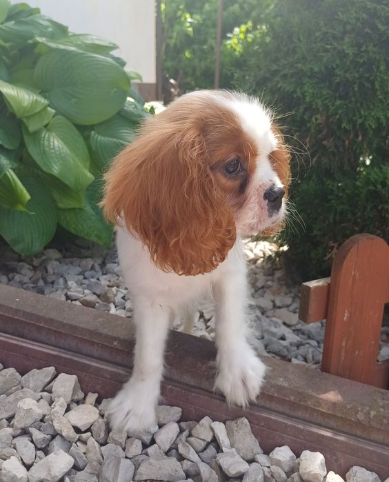 Cavalier King Charles Spaniel-Sunia