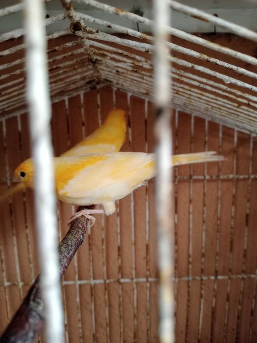 Canários machos 2025