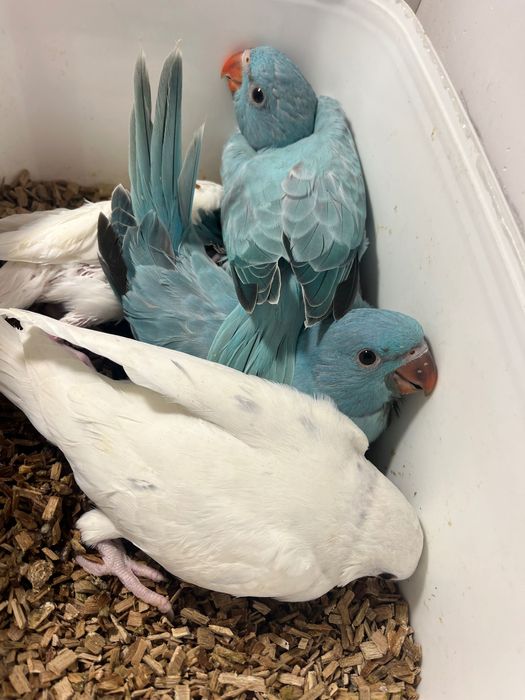 Ring necks, ecletus, marianinhas,