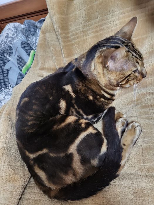 Вязка бенгальского кота