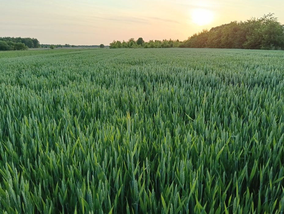 Sprzedam przenice ozimą Chewinion