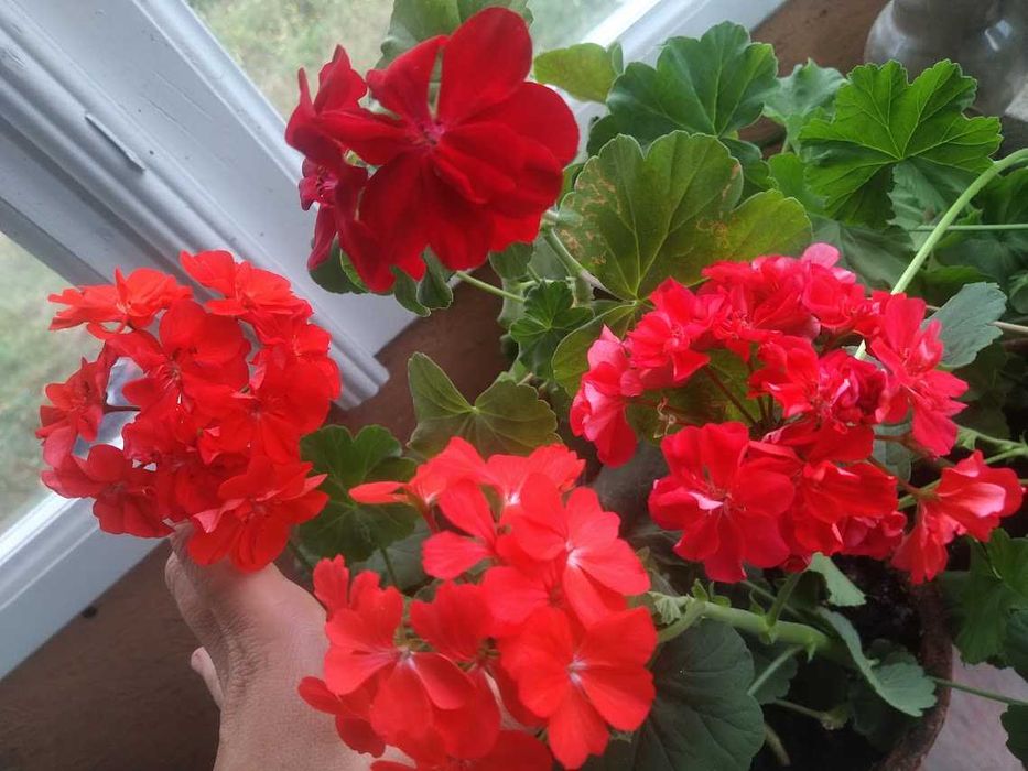Мушкательки(пеларгонії) (червоні 3 відтінки,рожева,біла)