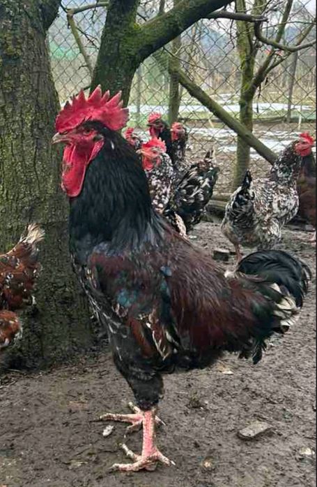 Продам ікубаційне яйце Лівенська ситцева