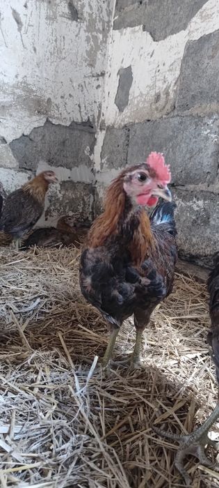Sprzedam Zielononóżki